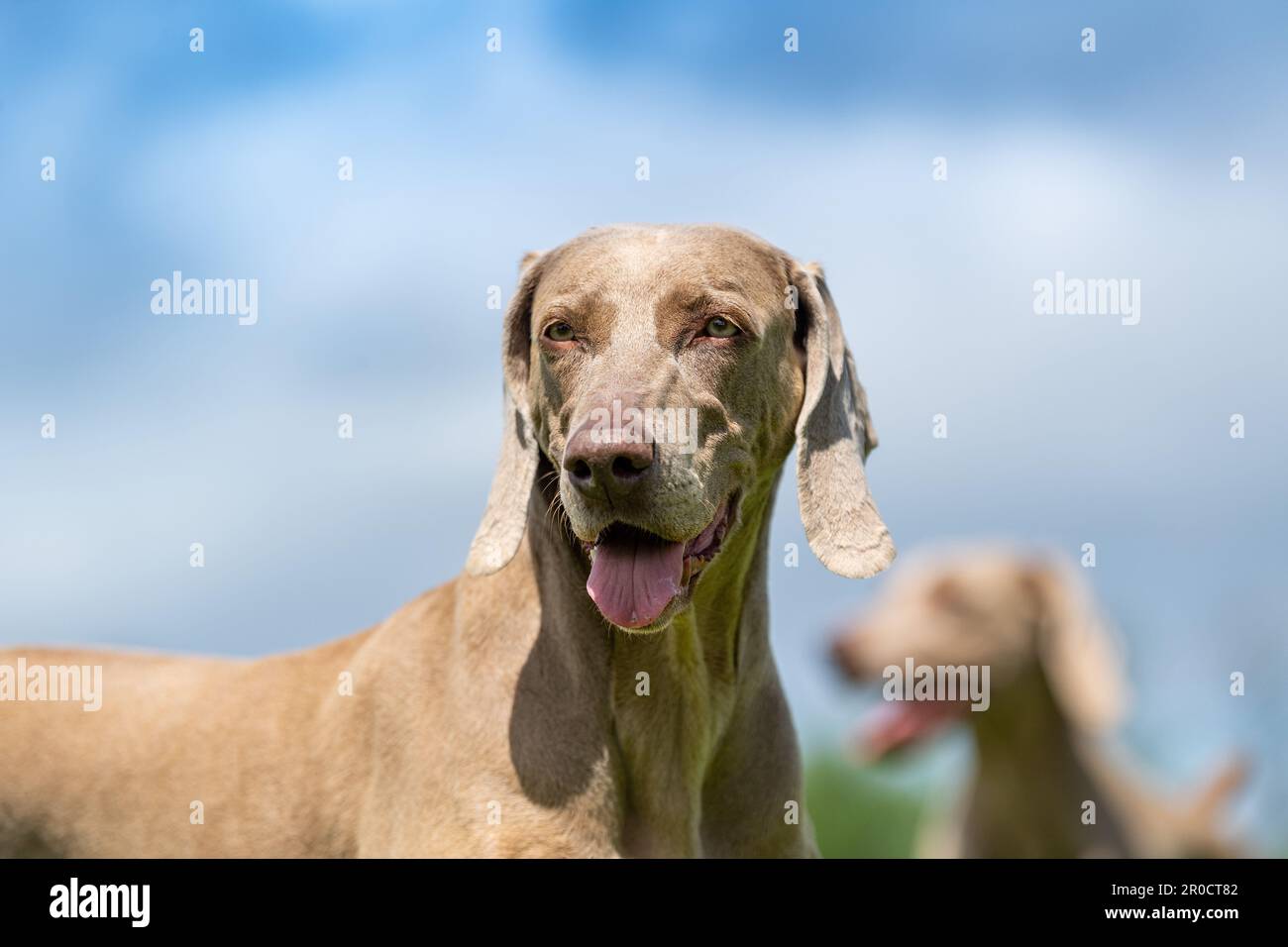 Weimaraner, die ursprünglich Hunde aus Deutschland jagen, auf dem Land, Somerset, Großbritannien. Stockfoto