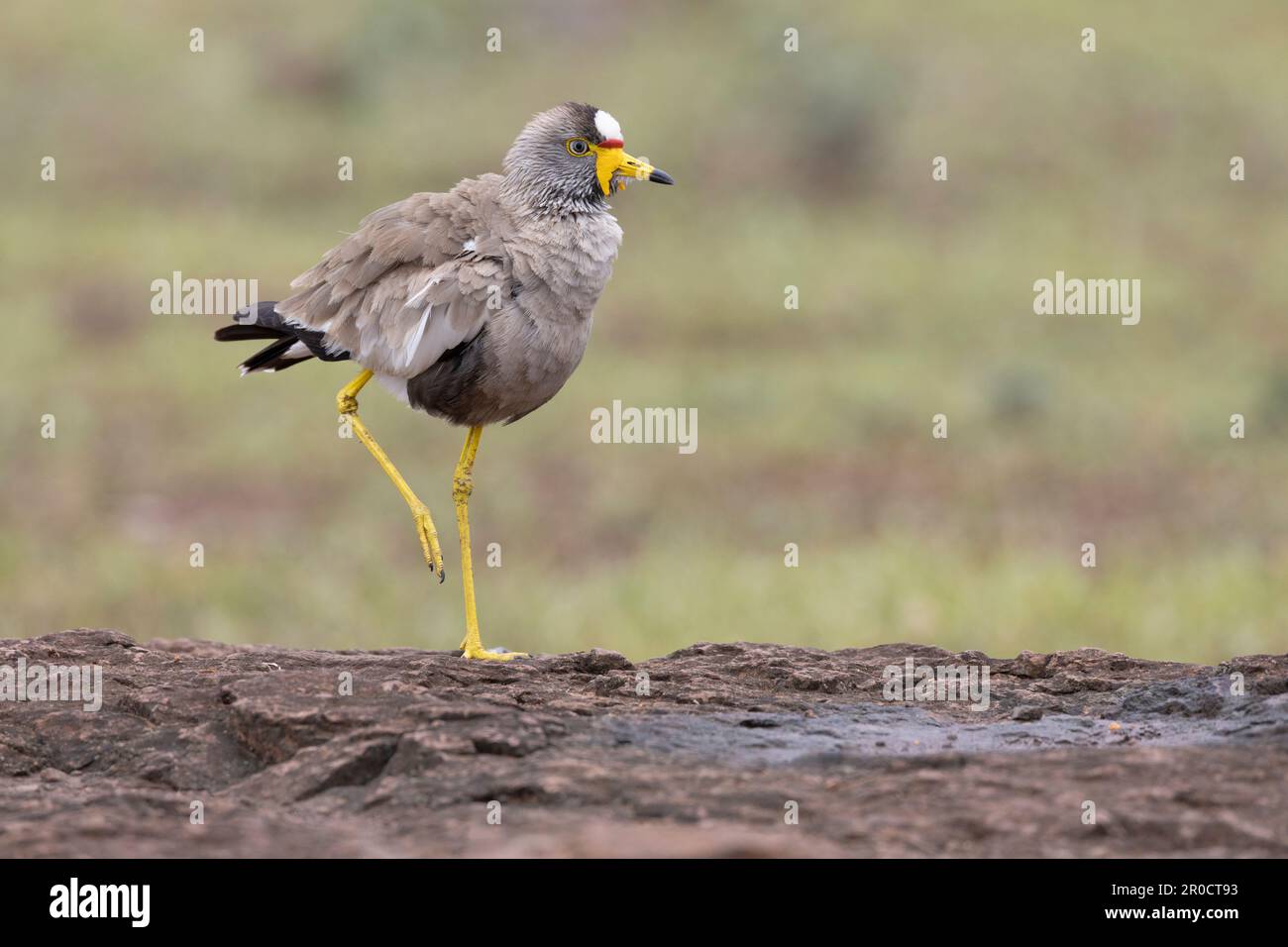 Afrikanischer Wattelsturz (Vanellus senegallus), Kruger-Nationalpark, Südafrika Stockfoto