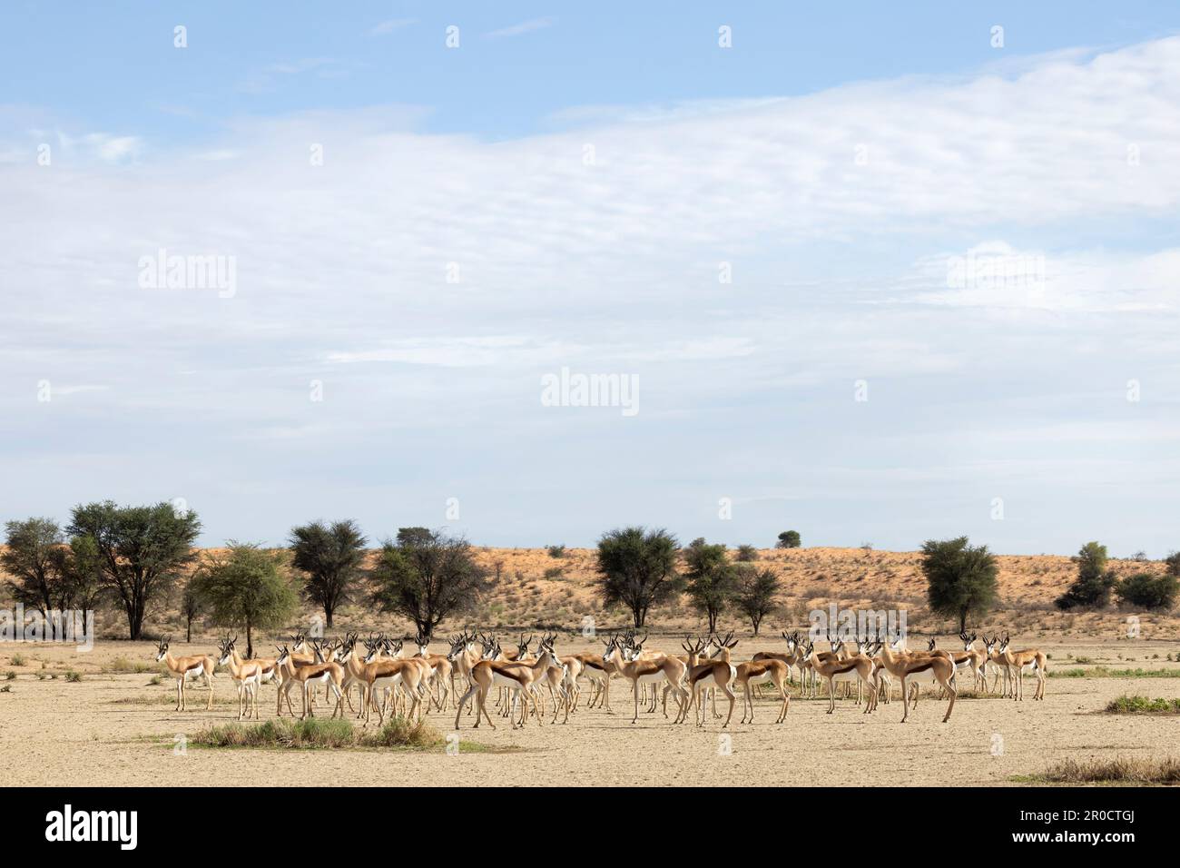 Springbok (Antidorcas marsupialis), Kgalagadi transfrontier Park, Nordkap, Südafrika Stockfoto