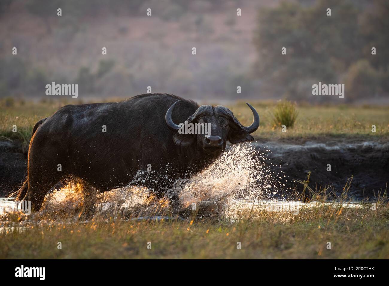 Cape Buffalo (Syncerus Caffer), Chobe-Nationalpark, Botsuana Stockfoto