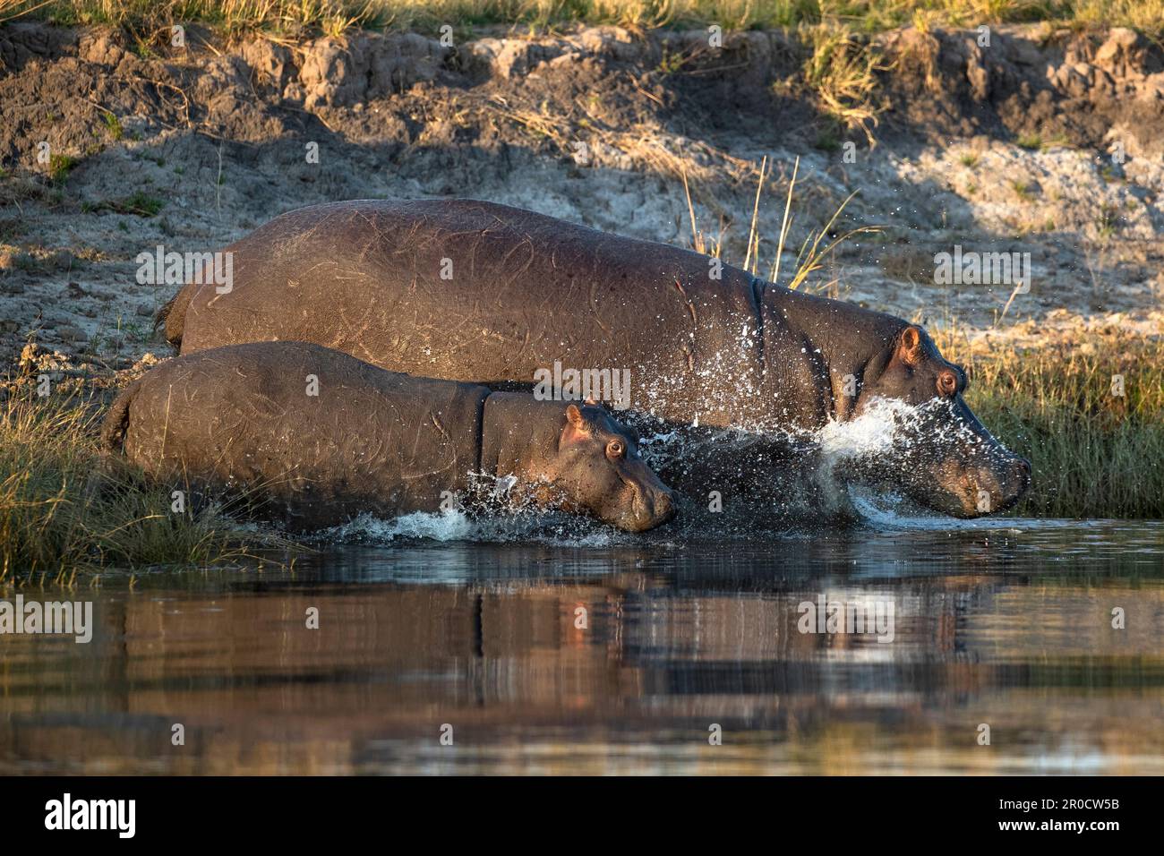 Flusspferd (Hippopotamus amphibius) mit Kalb, Chobe National Park, Botswana Stockfoto