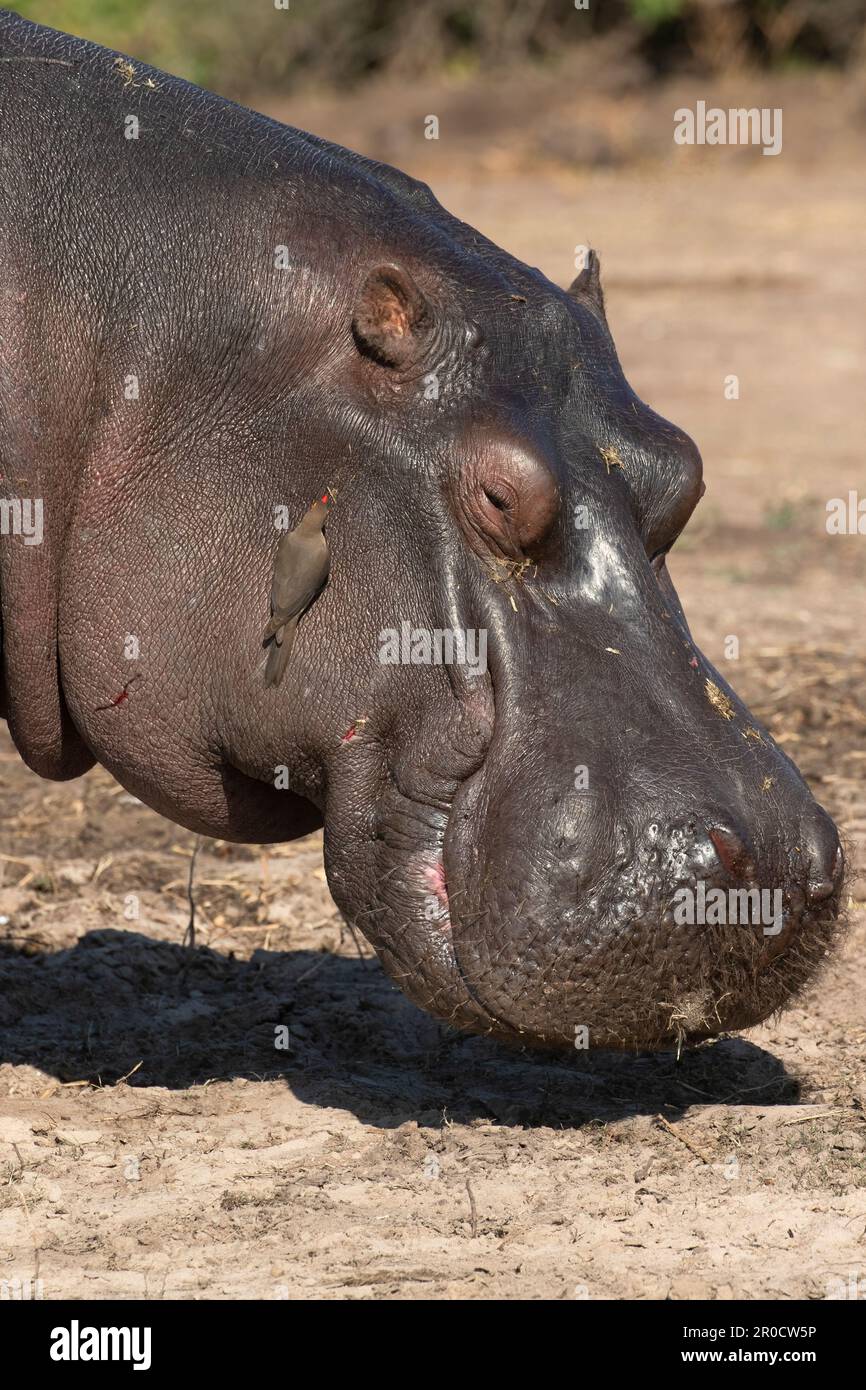 Flusspferd (Hippopotamus amphibius), Chobe National Park, Botswana Stockfoto