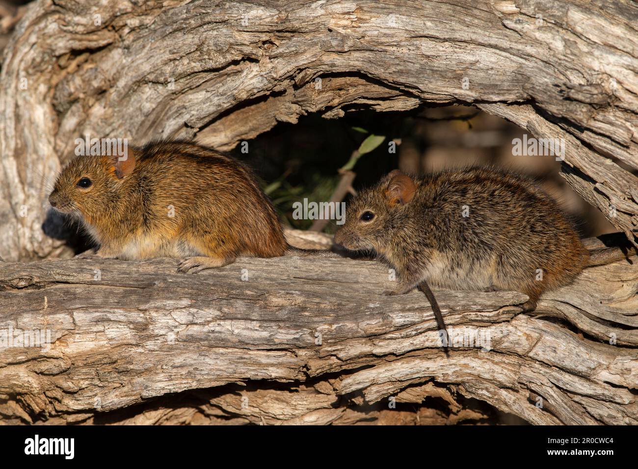 Gestreifte Mäuse (Rhabdomys pumilio), Kgalagadi Transfrontier Park, Nordkap, Südafrika Stockfoto
