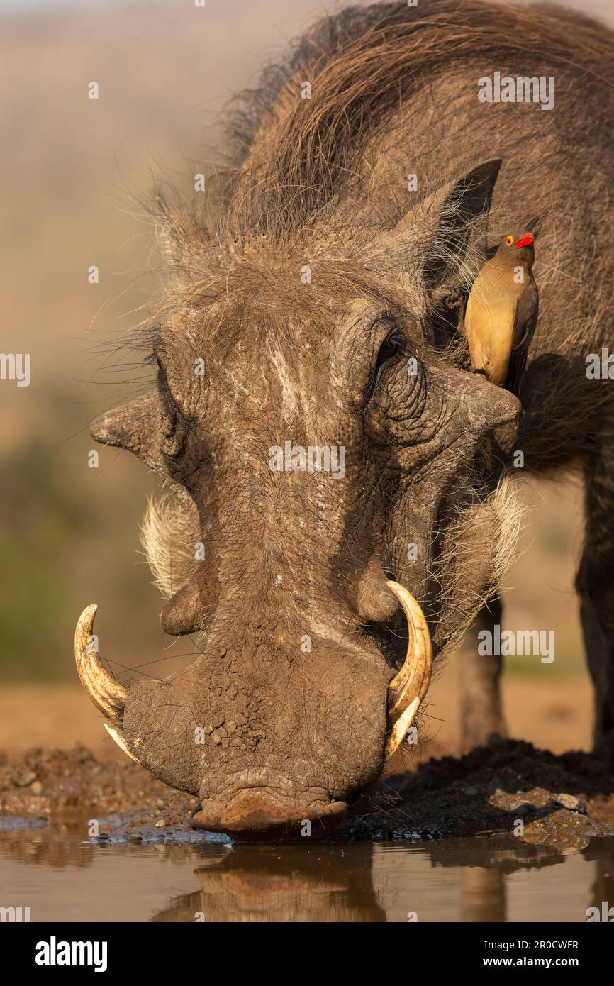 Warthog (Phacochoerus africanus) mit Rotschnabelochse, Zimanga Wildreservat, KwaZulu-Natal, Südafrika Stockfoto