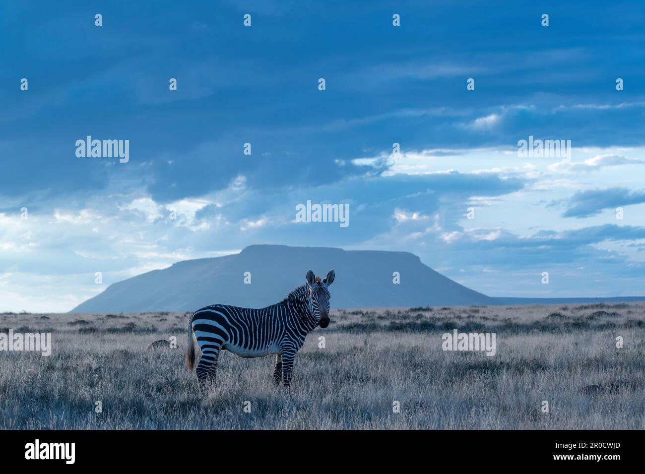 Cape Mountain Zebra (Equus Zebra Zebra), Mountain Zebra National Park, Südafrika Stockfoto