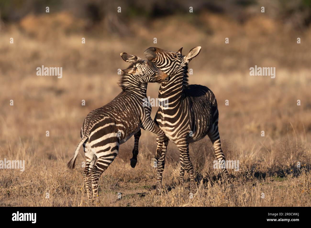 Cape Mountain Zebra (Equus Zebra Zebra) Fohlen mit Mutter, Mountain Zebra National Park, Südafrika Stockfoto