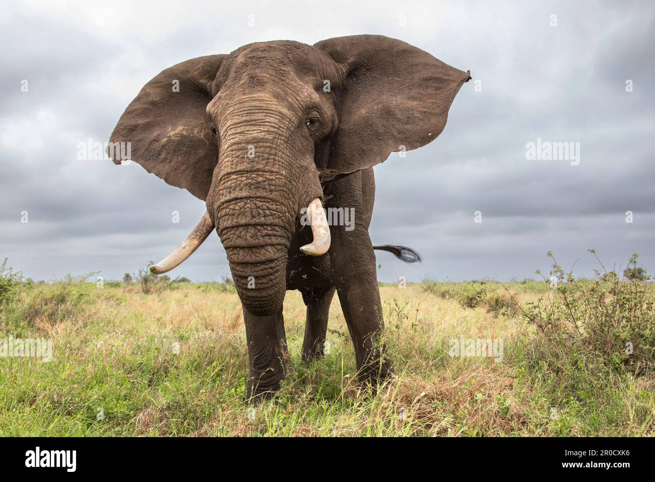 Afrikanischer Elefant (Loxodonta africana) Bulle, Kruger-Nationalpark, Südafrika Stockfoto