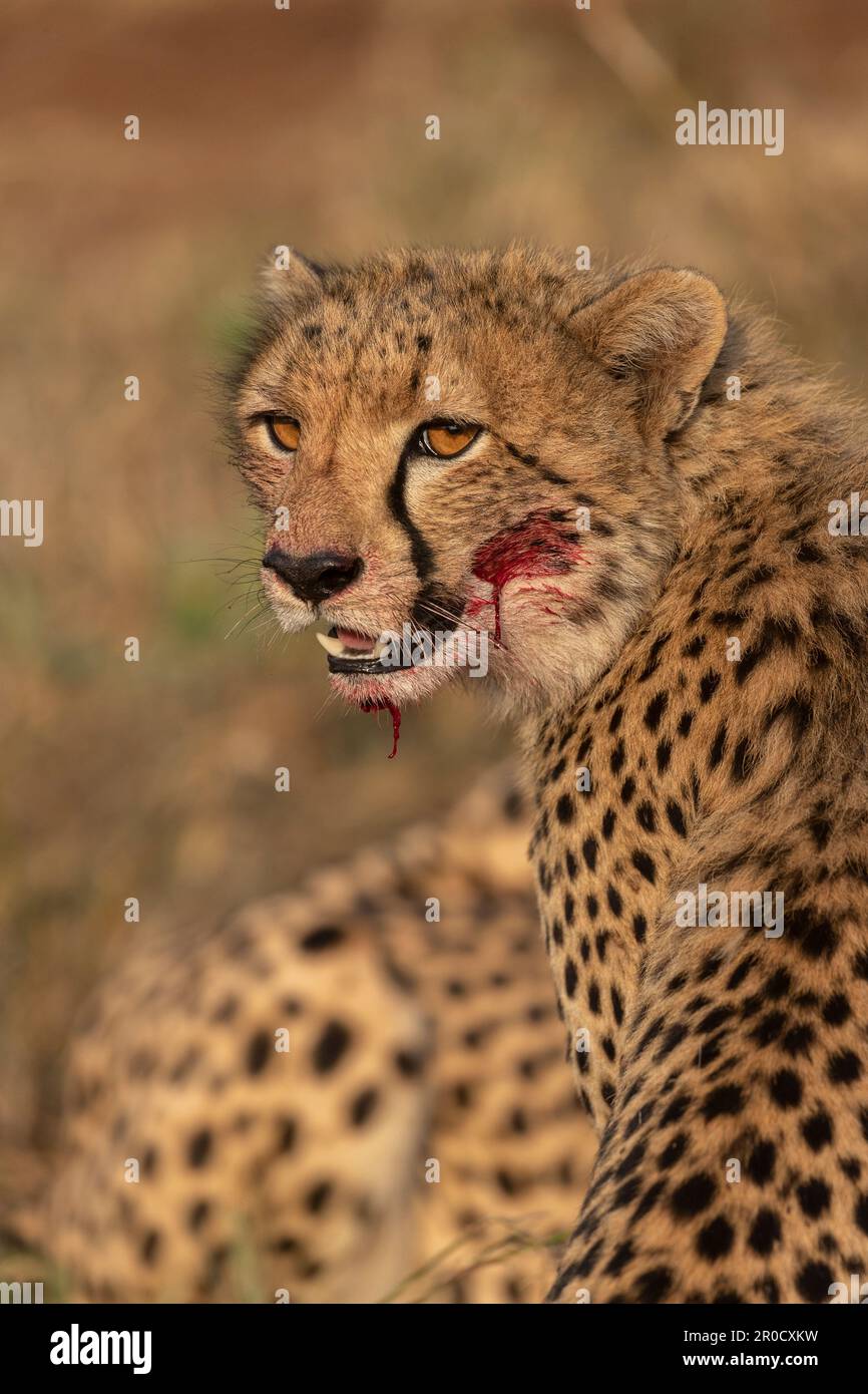 Gepard (Acinonyx jubatus) mit blutigem Gesicht. Zimanga privates Wildreservat, KwaZulu-Natal, Südafrika Stockfoto