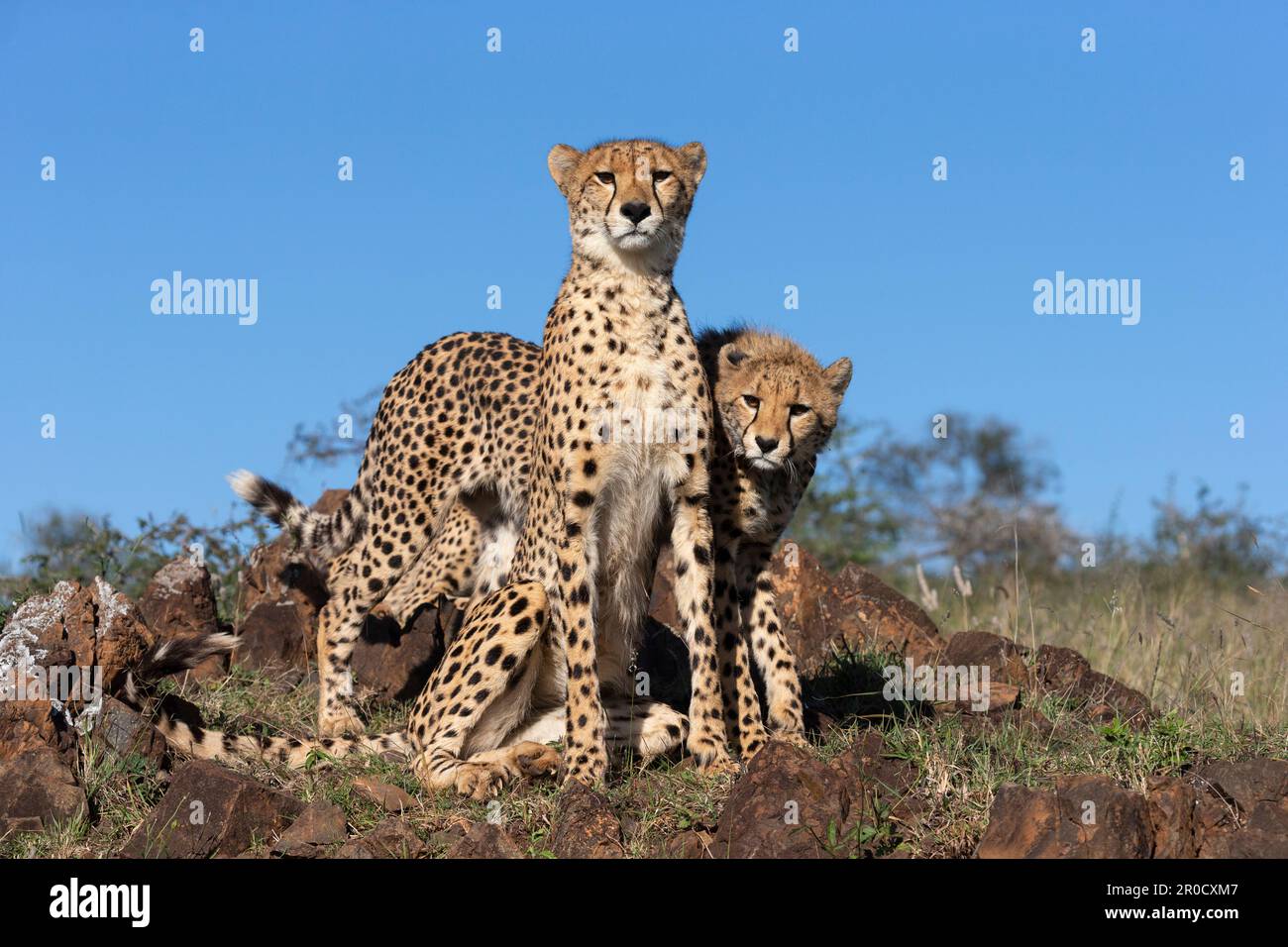 Gepard (Acinonyx jubatus). Zimanga privates Wildreservat, KwaZulu-Natal, Südafrika Stockfoto