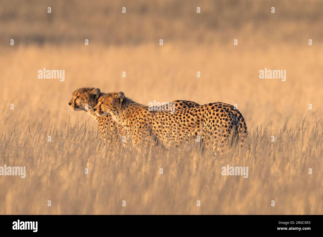 Gepard (Acinonyx jubatus). Kgalagadi Transfrontier Park, Nordkap, Südafrika Stockfoto