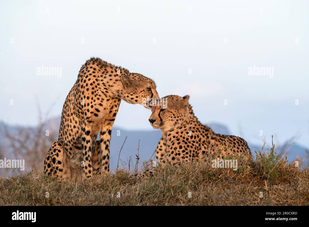 Cheetah (Acinonyx jubatus) Brüder Allogrooming. Zimanga privates Wildreservat, KwaZulu-Natal, Südafrika Stockfoto
