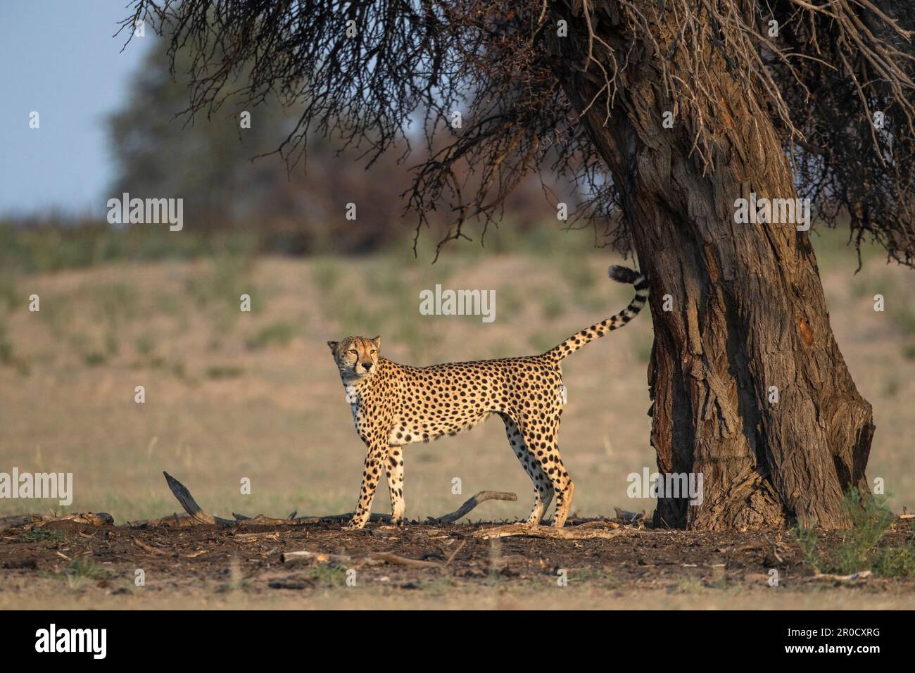 Cheetah (Acinonyx jubatus) Duftmarkierung, Kgalagadi transfrontier Park, Nordkap, Südafrika Stockfoto