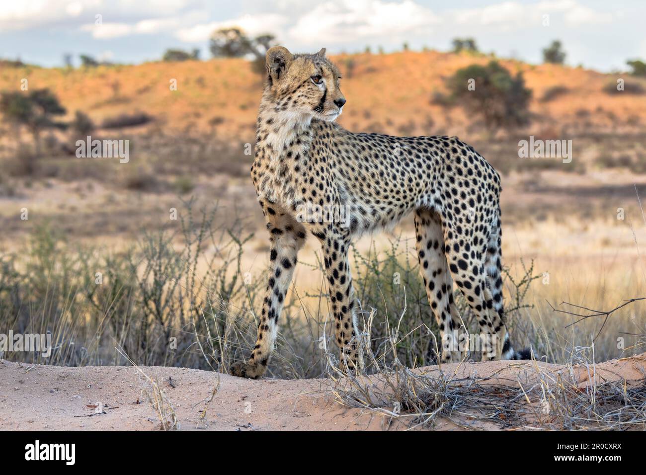 Cheetah (Acinonyx jubatus), Kgalagadi transfrontier Park, Nordkap, Südafrika Stockfoto