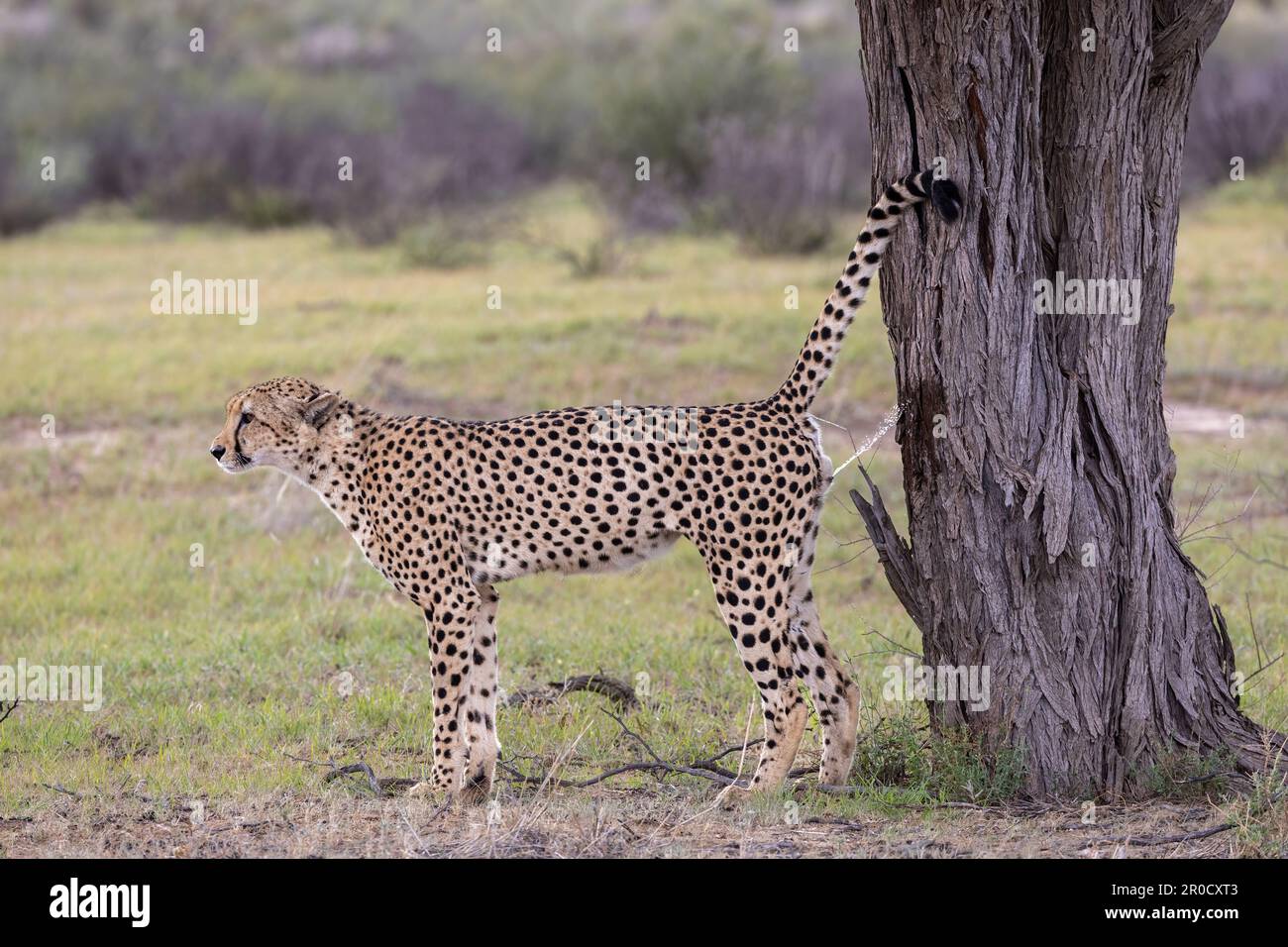 Cheetah (Acinonyx jubatus) Duftmarkierung, Kgalagadi transfrontier Park, Nordkap, Südafrika Stockfoto