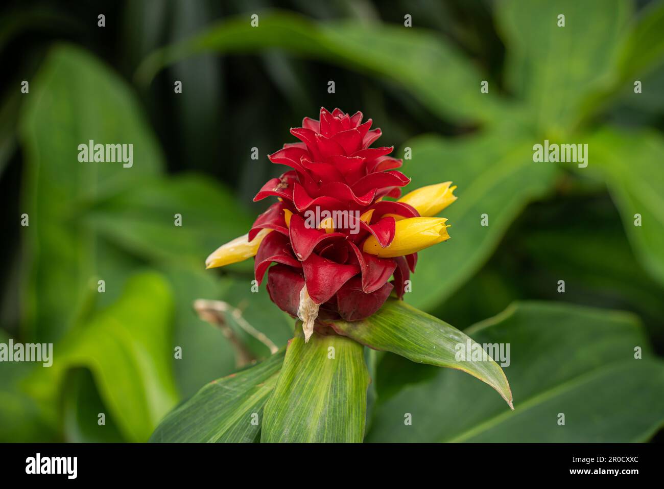 Fairchild Tropical Botanic Garden, Miami, Florida - Costus barbatus - Spirale Ingwerblume. Wunderschöne rote und gelbe Blume. Stockfoto