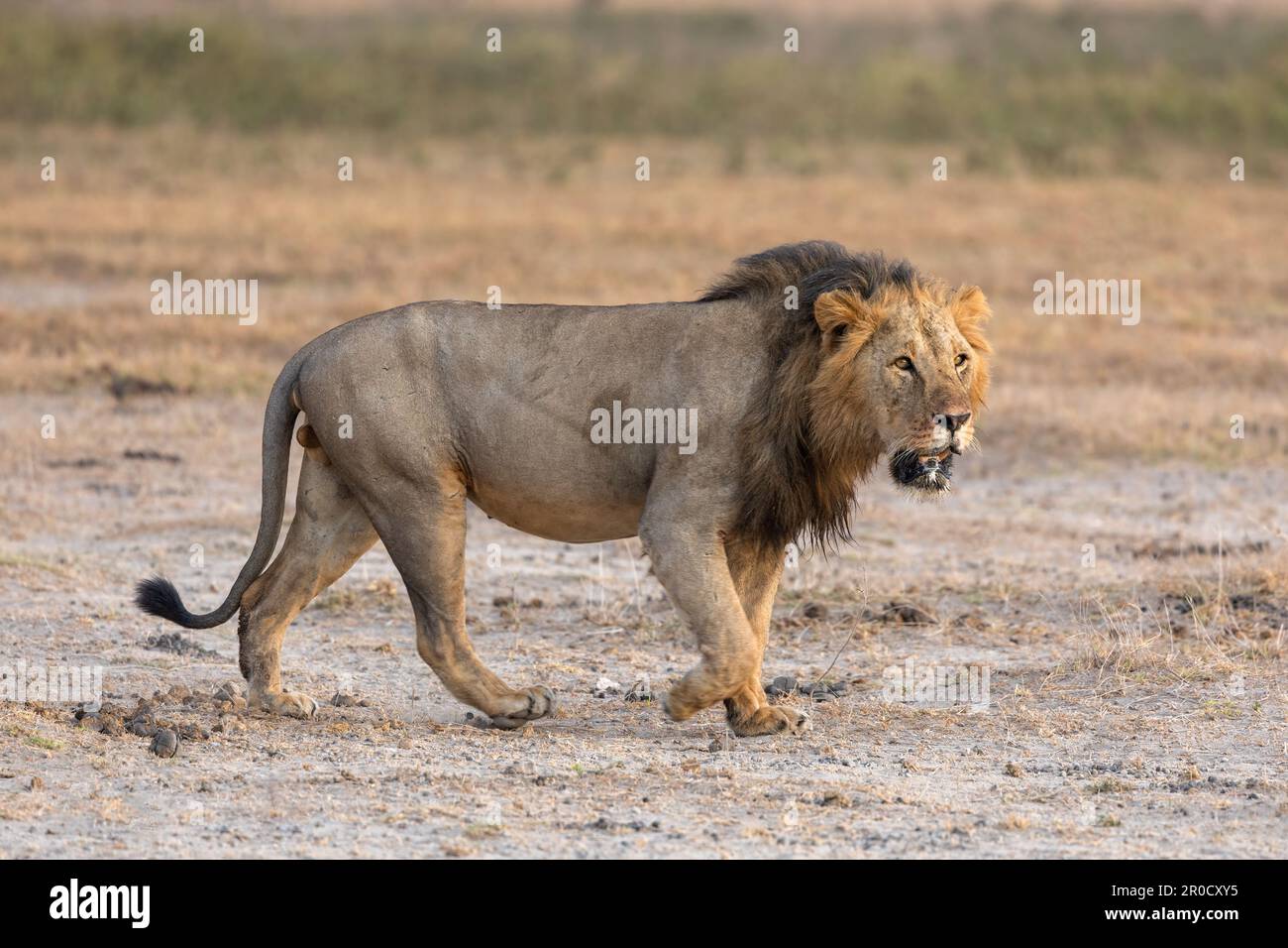 Löwe (Panthera leo), Amboseli-Nationalpark, Kenia Stockfoto