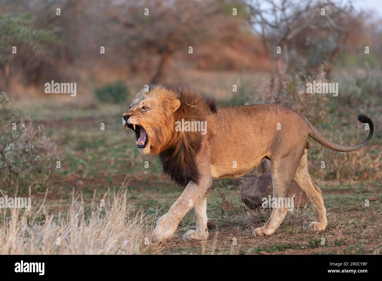 Löwe (Panthera leo), Zimanga privates Wildreservat, KwaZulu-Natal., Südafrika Stockfoto