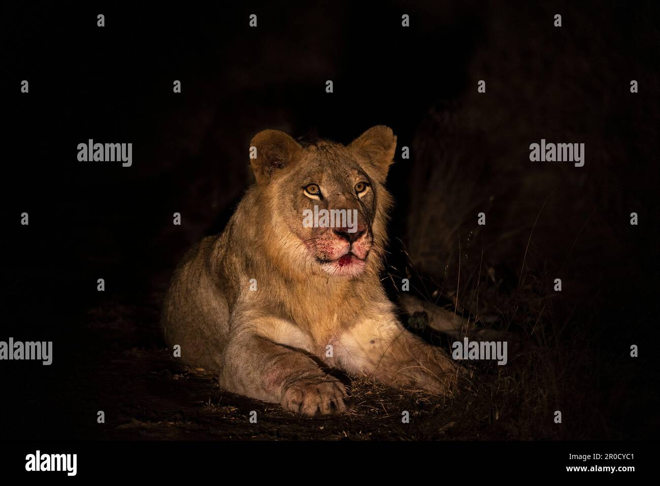 Löwe (Panthera leo) bei Nacht, Zimanga privates Wildreservat, KwaZulu-Natal., Südafrika Stockfoto