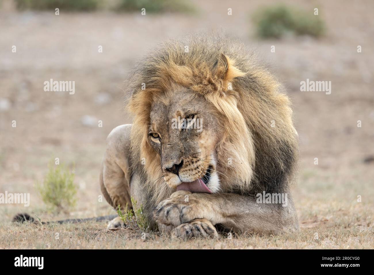 Lion (Panthera leo) Grooming, Kgalagadi transfrontier Park, Nordkap, Südafrika Stockfoto