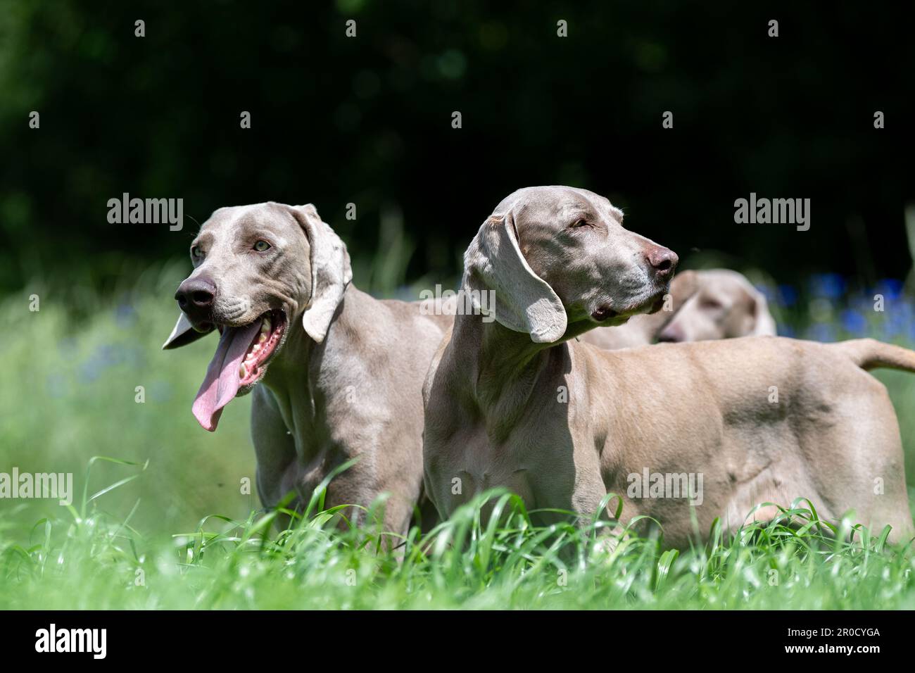 Weimaraner, die ursprünglich Hunde aus Deutschland jagen, auf dem Land, Somerset, Großbritannien. Stockfoto