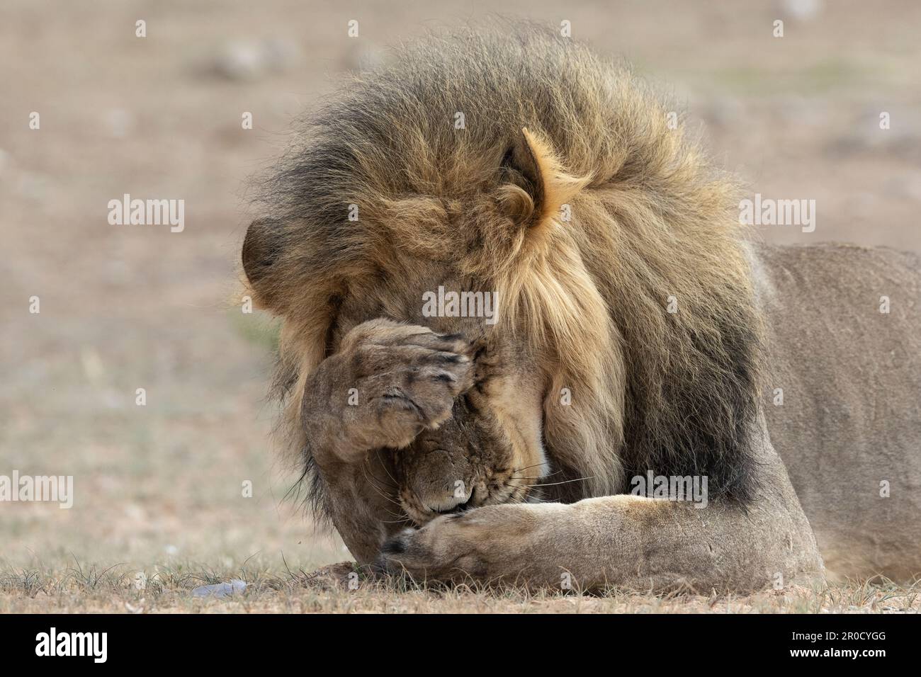 Lion (Panthera leo) Grooming, Kgalagadi transfrontier Park, Nordkap, Südafrika Stockfoto