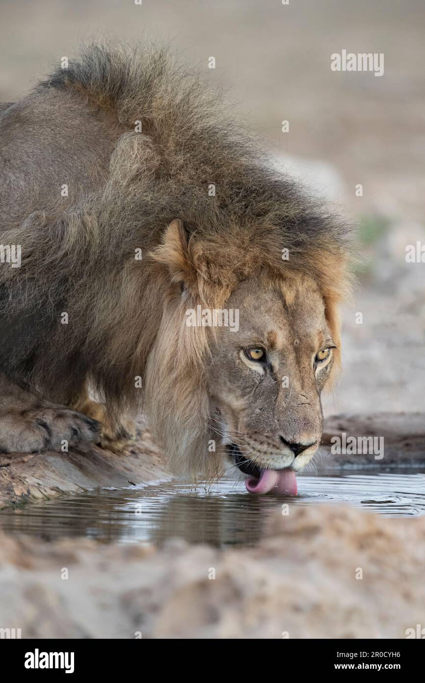 Löwe (Panthera leo) Trinken, Kgalagadi grenzüberschreitender Park, Nordkap, Südafrika Stockfoto