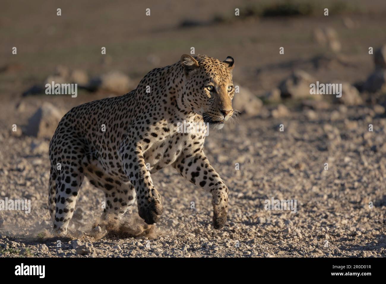 Leopard (Panthera pardus) Charging, Kgalagadi transborder Park, Nordkap, Südafrika Stockfoto