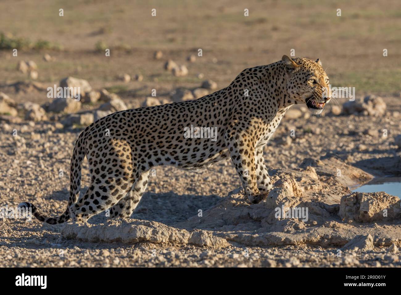 Leopard (Panthera pardus), Kgalagadi-Grenzpark, Nordkap, Südafrika Stockfoto