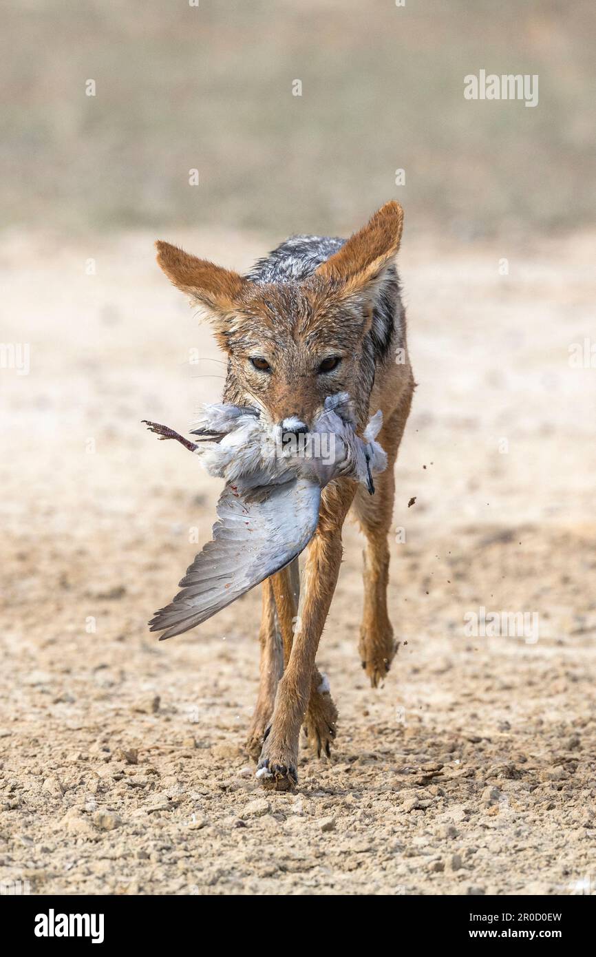 Lupulella medomelas Fotos und Bildmaterial in hoher Auflösung Alamy