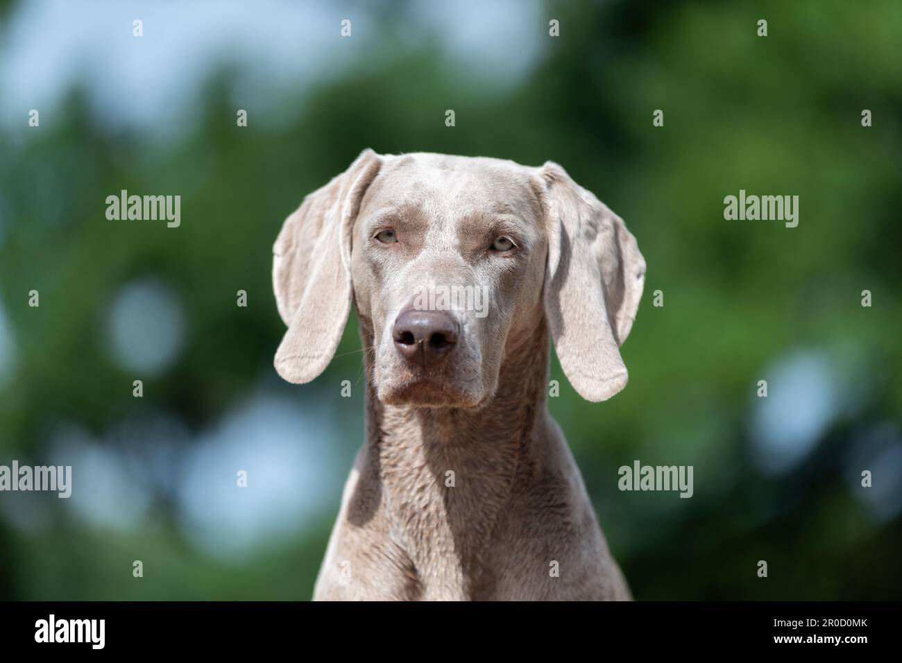 Weimaraner, die ursprünglich Hunde aus Deutschland jagen, auf dem Land, Somerset, Großbritannien. Stockfoto
