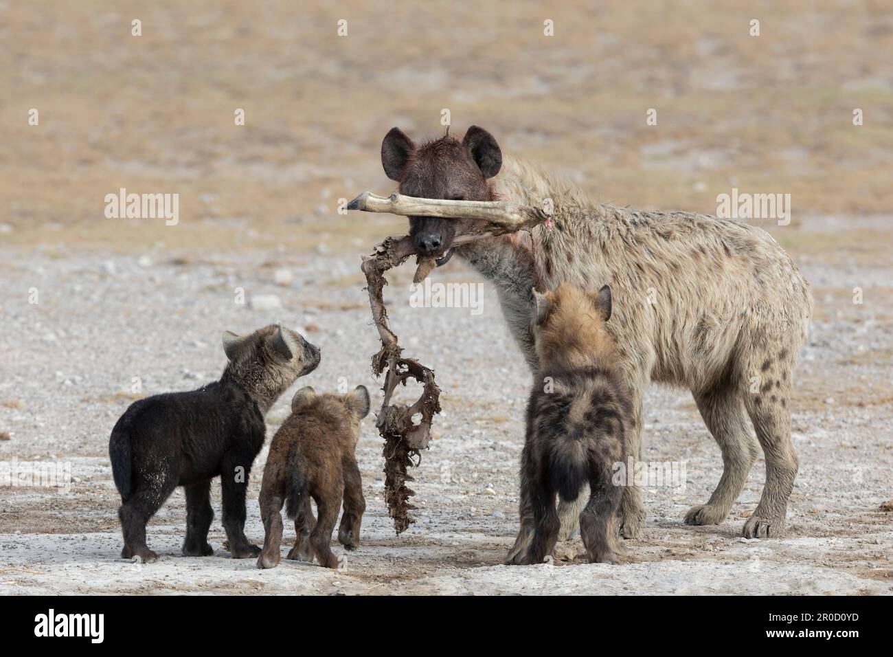 Gefleckte Hyänen (Crocuta crocuta), die Aas zu den Jungen im den, Amboseli-Nationalpark, Kenia bringen Stockfoto
