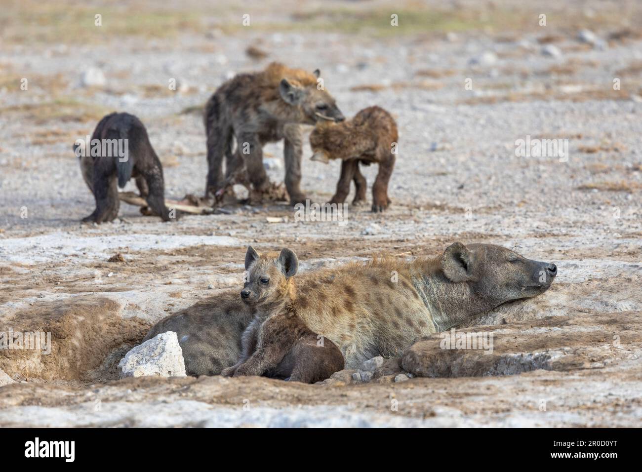 Gefleckte Hyäne (Crocuta crocuta) im den, Amboseli-Nationalpark, Kenia Stockfoto
