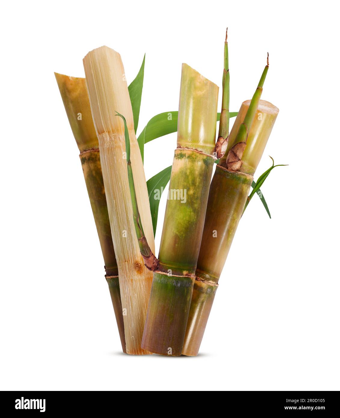 Allamanda Blume isoliert auf weißem Hintergrund Stockfoto