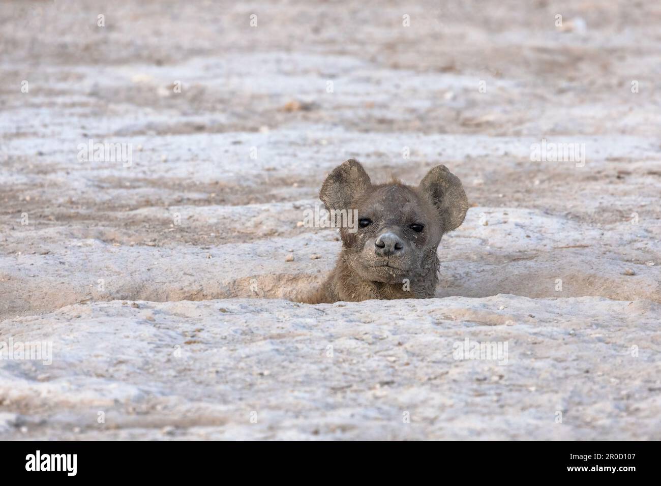 Gefleckte Hyäne (Crocuta crocuta) im den, Amboseli-Nationalpark, Kenia Stockfoto
