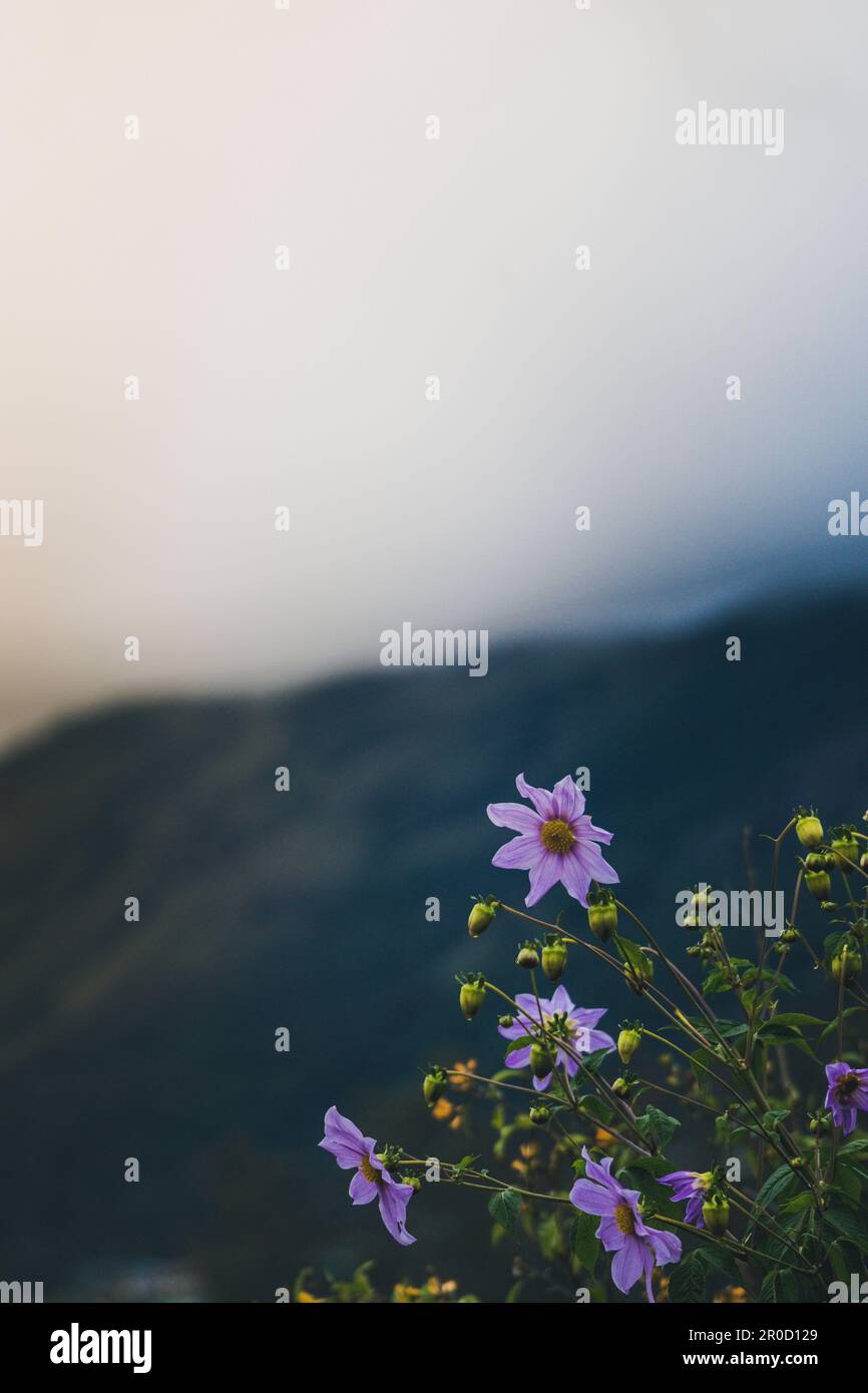 Eine lebendige Glockenbaum-Dahlie im Vordergrund eines ausgedehnten Feldes, der Hintergrund verschwamm sanft Stockfoto