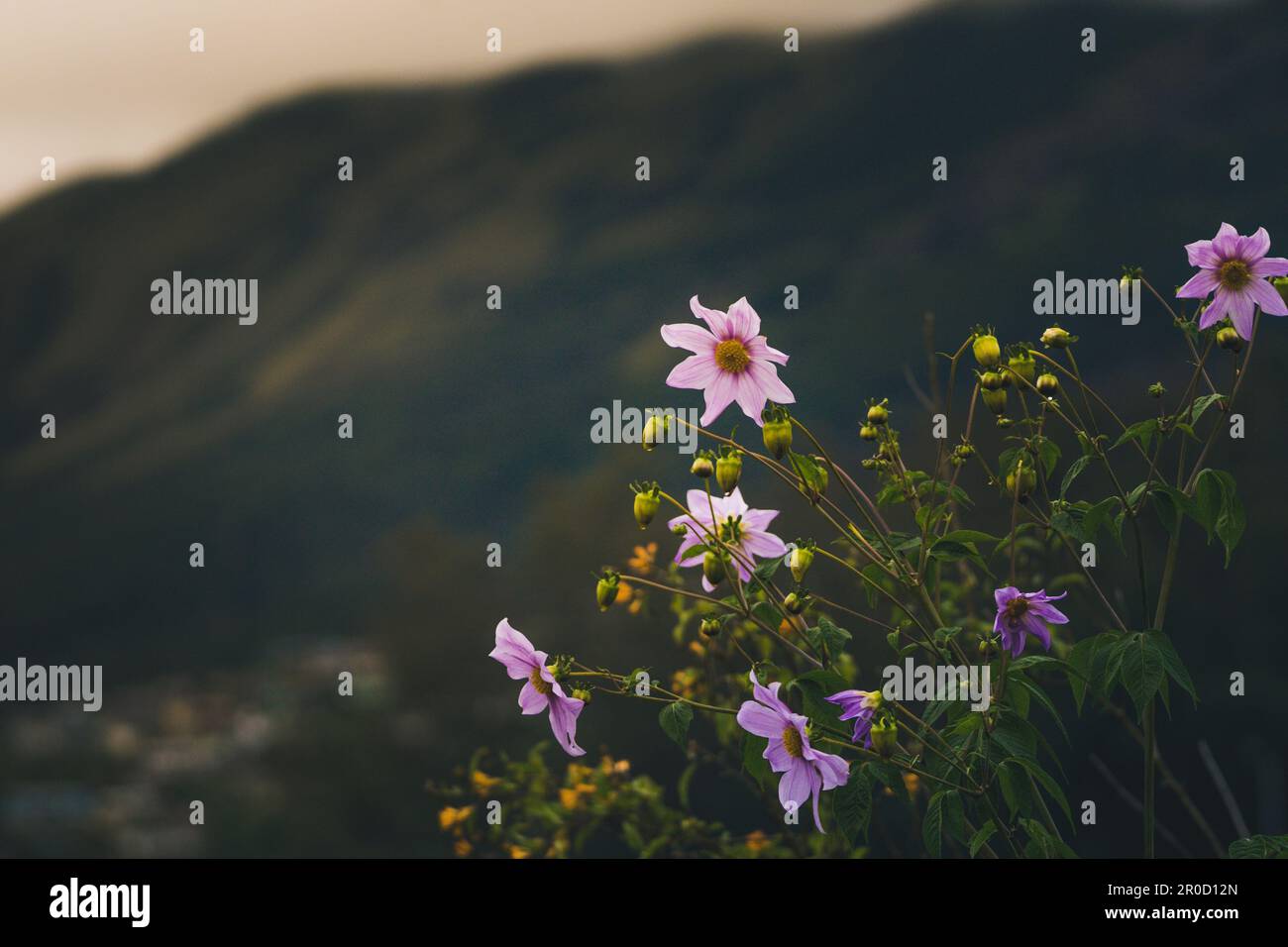 Eine lebendige Glockenbaum-Dahlie im Vordergrund eines ausgedehnten Feldes, der Hintergrund verschwamm sanft Stockfoto