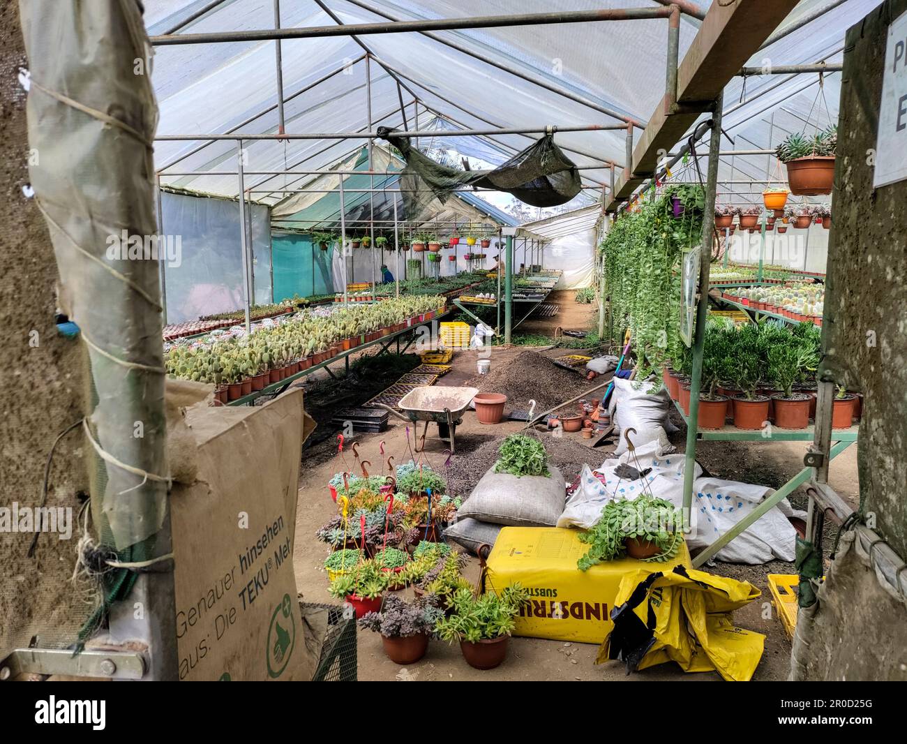 San Ramon, Costa Rica - Vivero el Jardin, eine Pflanzenkultur. Stockfoto