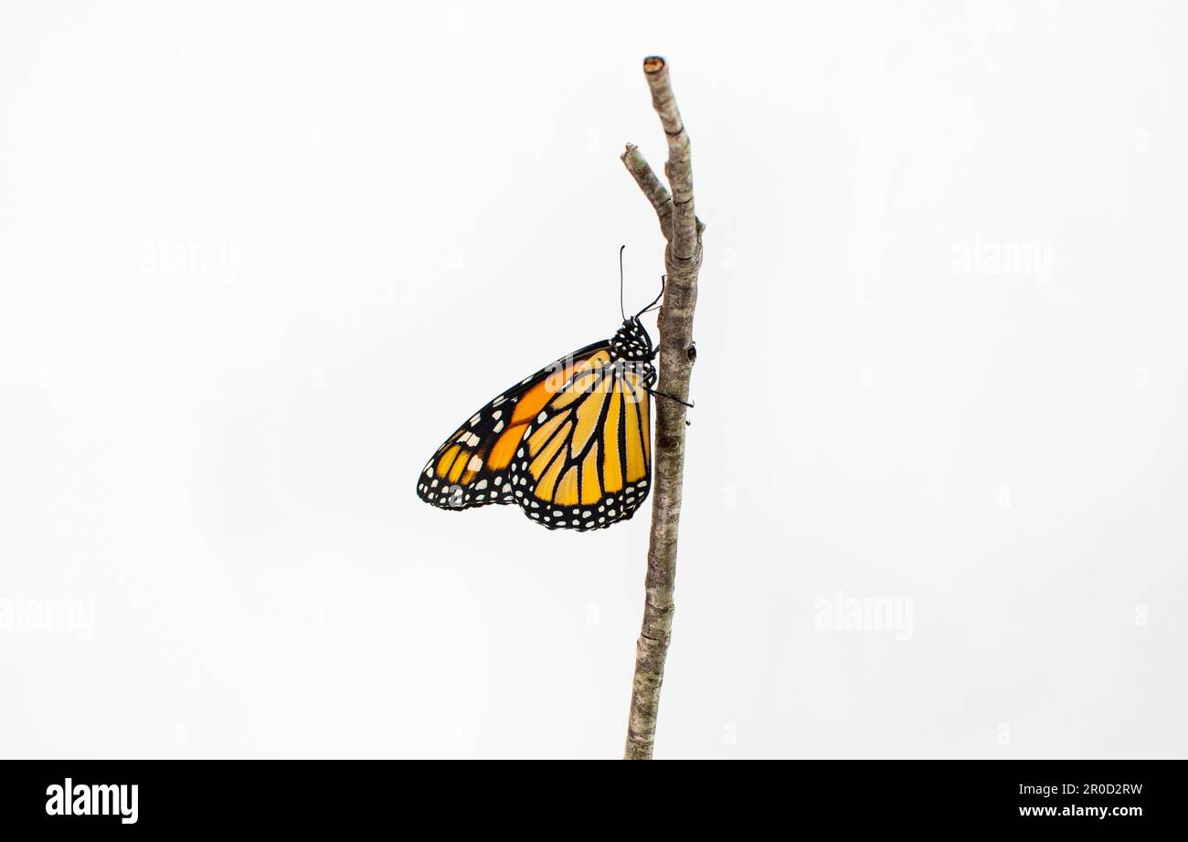 Isoliert auf weißem Hintergrund Monarch Butterfly. Gefährdete Arten Stockfoto