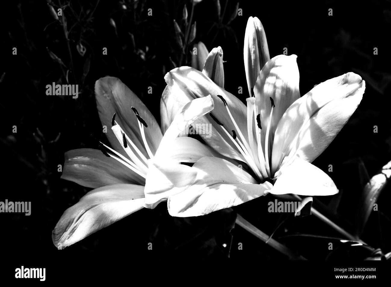 Die eindrucksvollen großen Blüten einer asiatischen Lilienhybride in Schwarz und Weiß Stockfoto