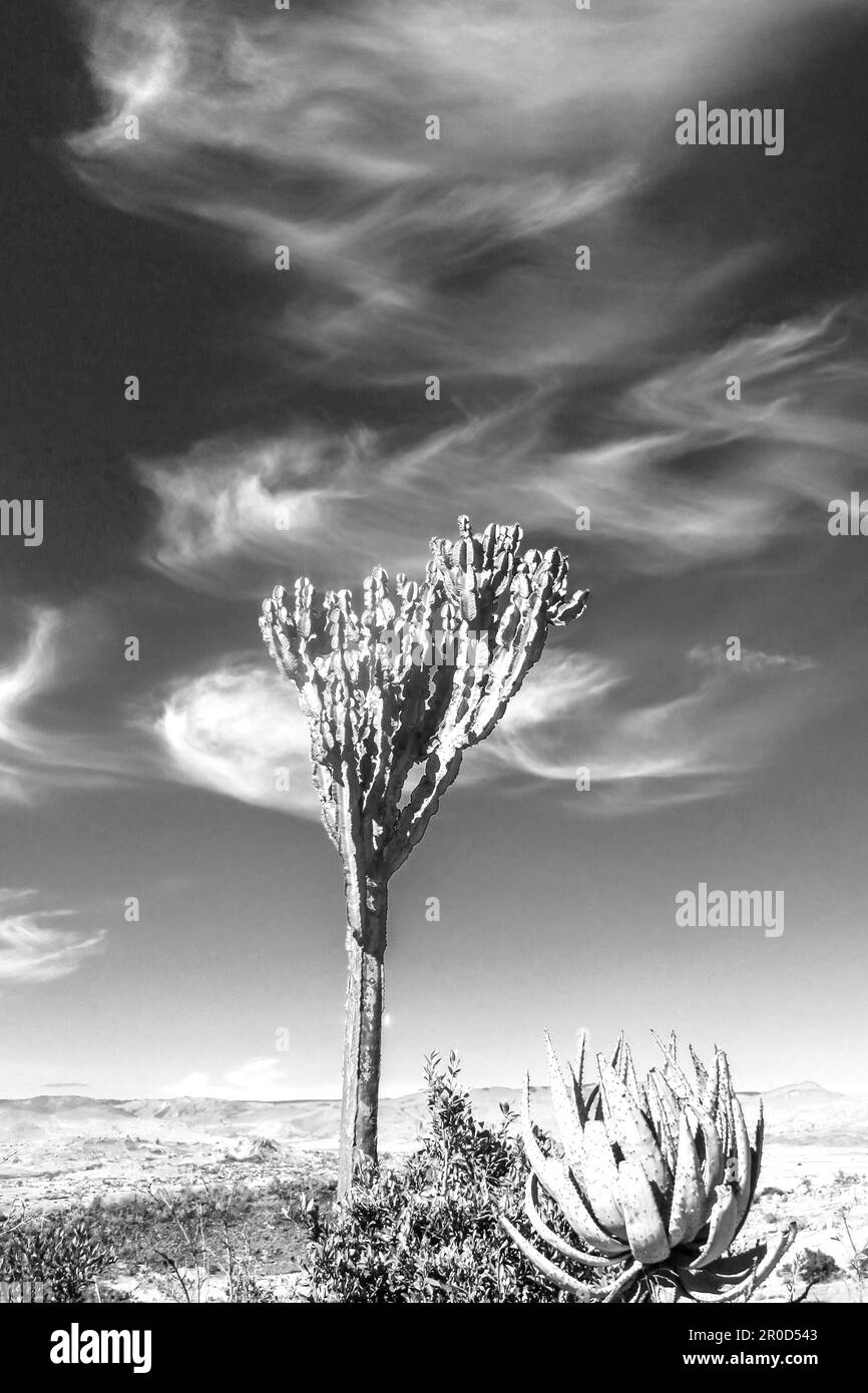 Große Höhe, weiche Cirrus-Wolken, mit einer gemeinsamen Baumeuphorie und einem Aloe im Vordergrund, am Rand des Baberton-Makhonjwa-Gebirges Stockfoto