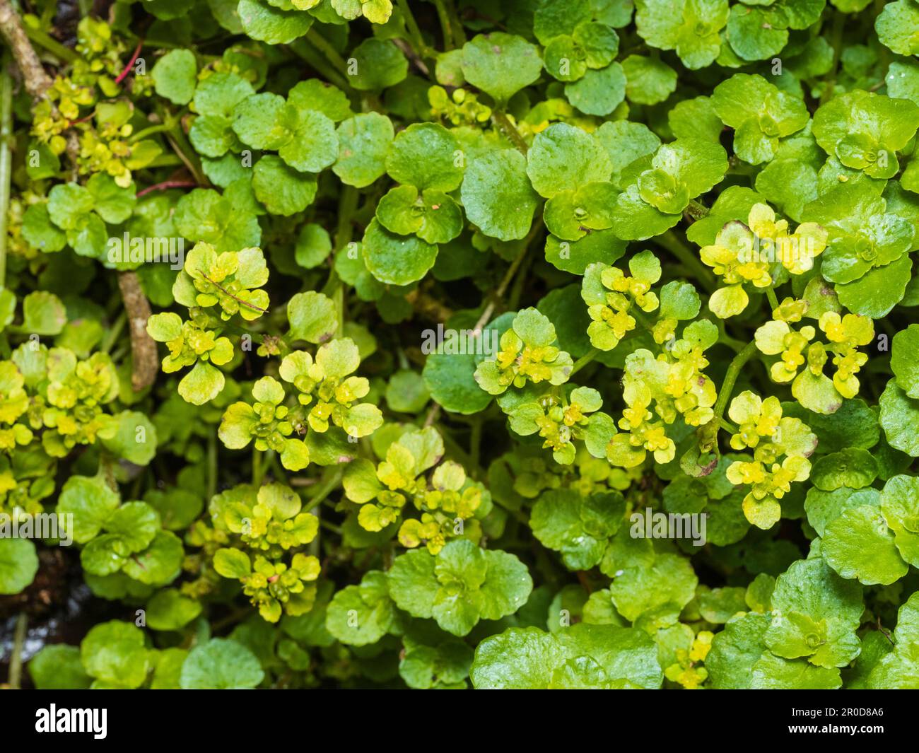 Kleine, gelbgrüne Blüten des Flusses und des Ufers, britische Wildblume, Chrysosplenium oppositifolium, gegenüber der goldenen Saxifrage Stockfoto