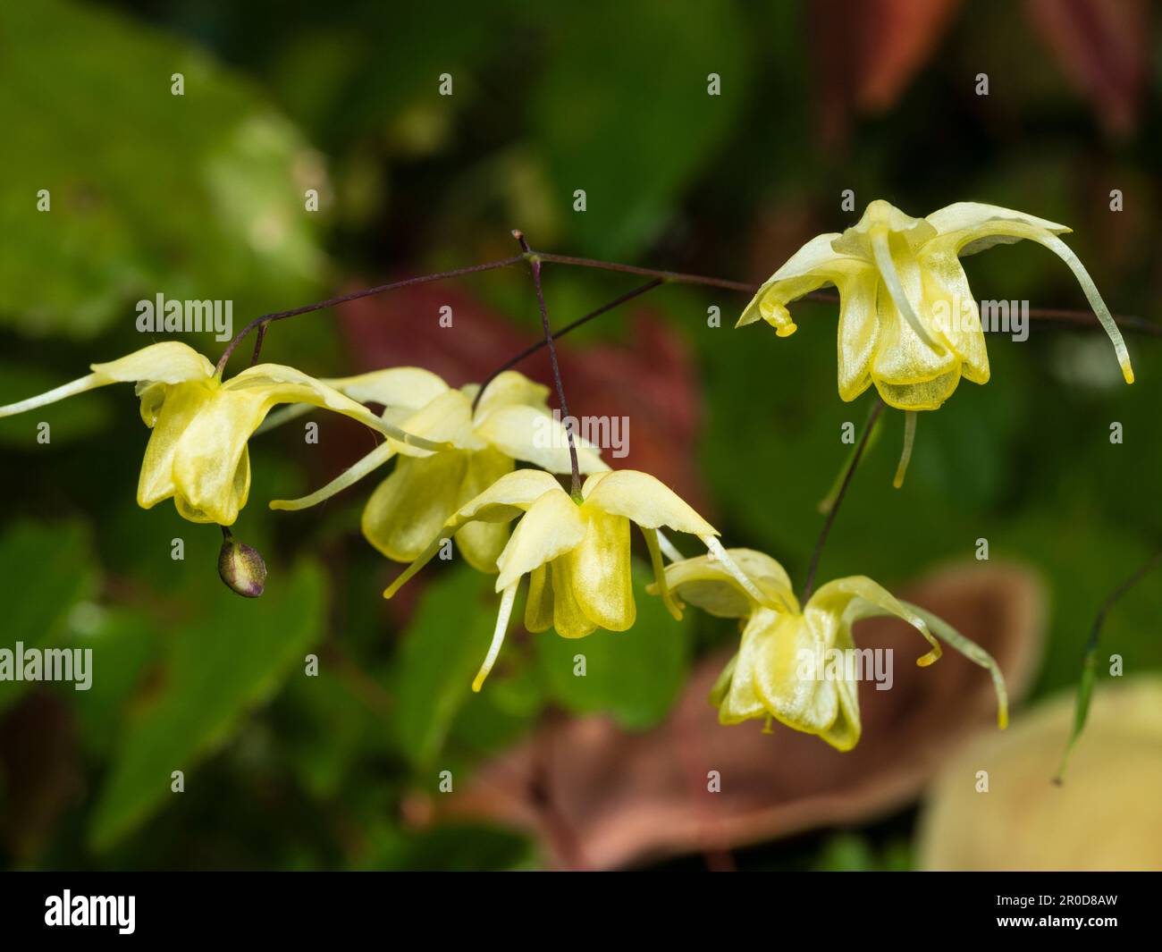 Blassgelbe Frühlingsblumen des Zierhartnäckigen, mehrjährigen Epimedium „Flowers of Sulphur“ Stockfoto