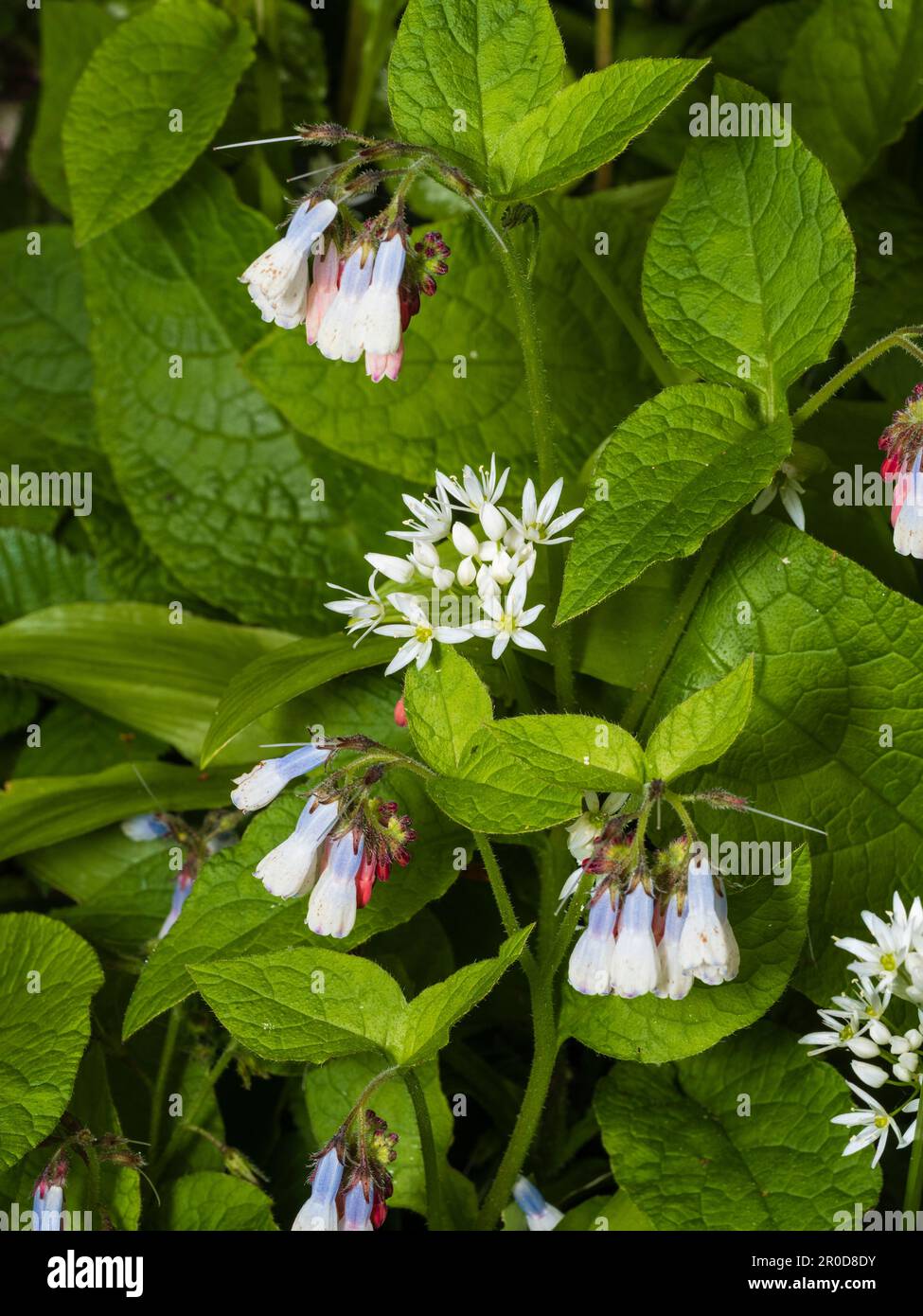 Blaue und weiße Frühlingsblumen des Bodens bedecken das robuste, mehrjährige Symphytum „Hidcote Blue“ und mischen sich mit wildem Knoblauch, Allium ursinum Stockfoto