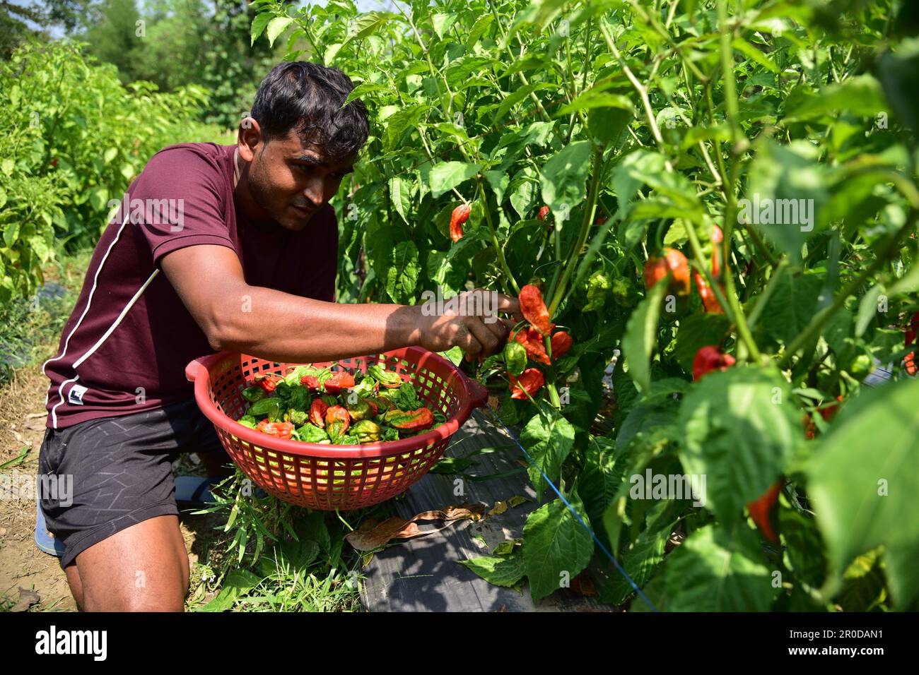 Assam. 8. Mai 2023. Ein Bauer pflückt Geisterpaprika im Bezirk Nagaon im nordöstlichen Bundesstaat Assam, 8. Mai 2023. Kredit: Str/Xinhua/Alamy Live News Stockfoto