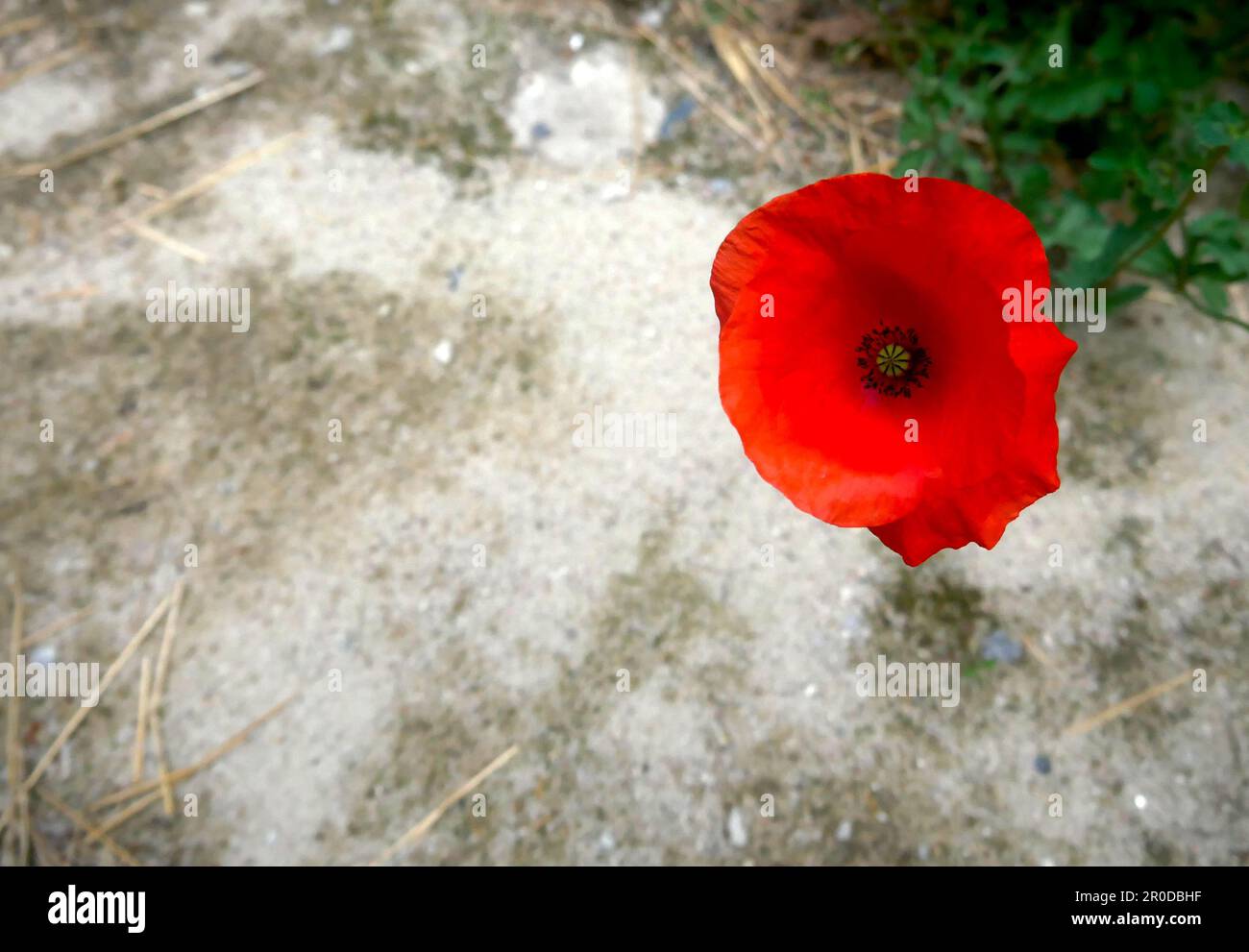 Einzelne isolierte rote Mohnblüte Stockfoto