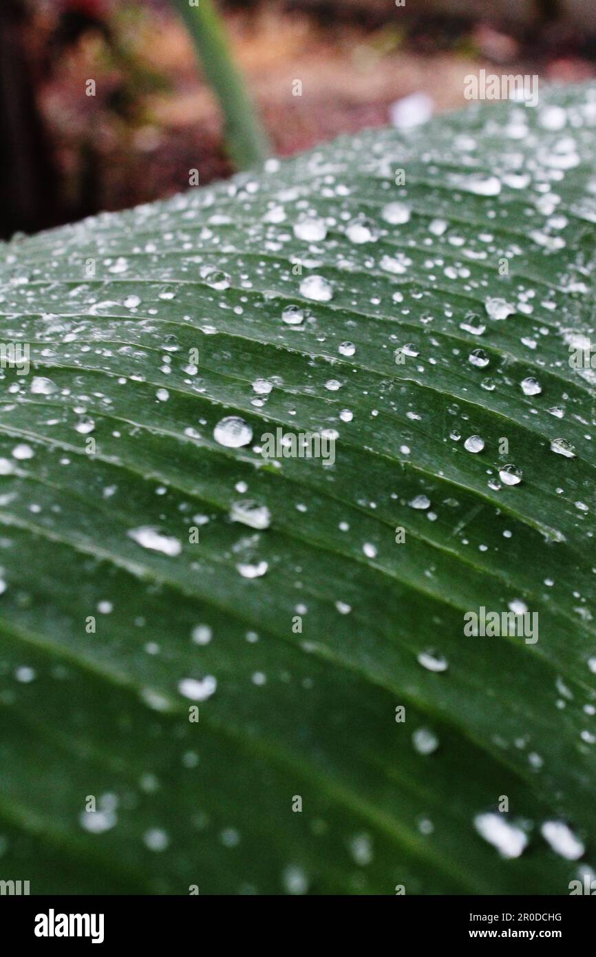 Wassertropfen auf einem grünen Bananenblatt auf einer Seite in der Regenzeit Stockfoto