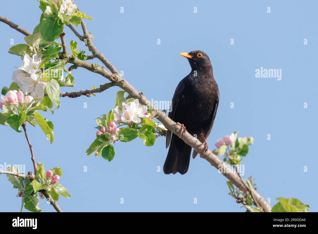 Männlicher Schwarzvogel (Turdus merula) auf einem Apfelbaum mit Blüte, Sussex, Großbritannien Stockfoto