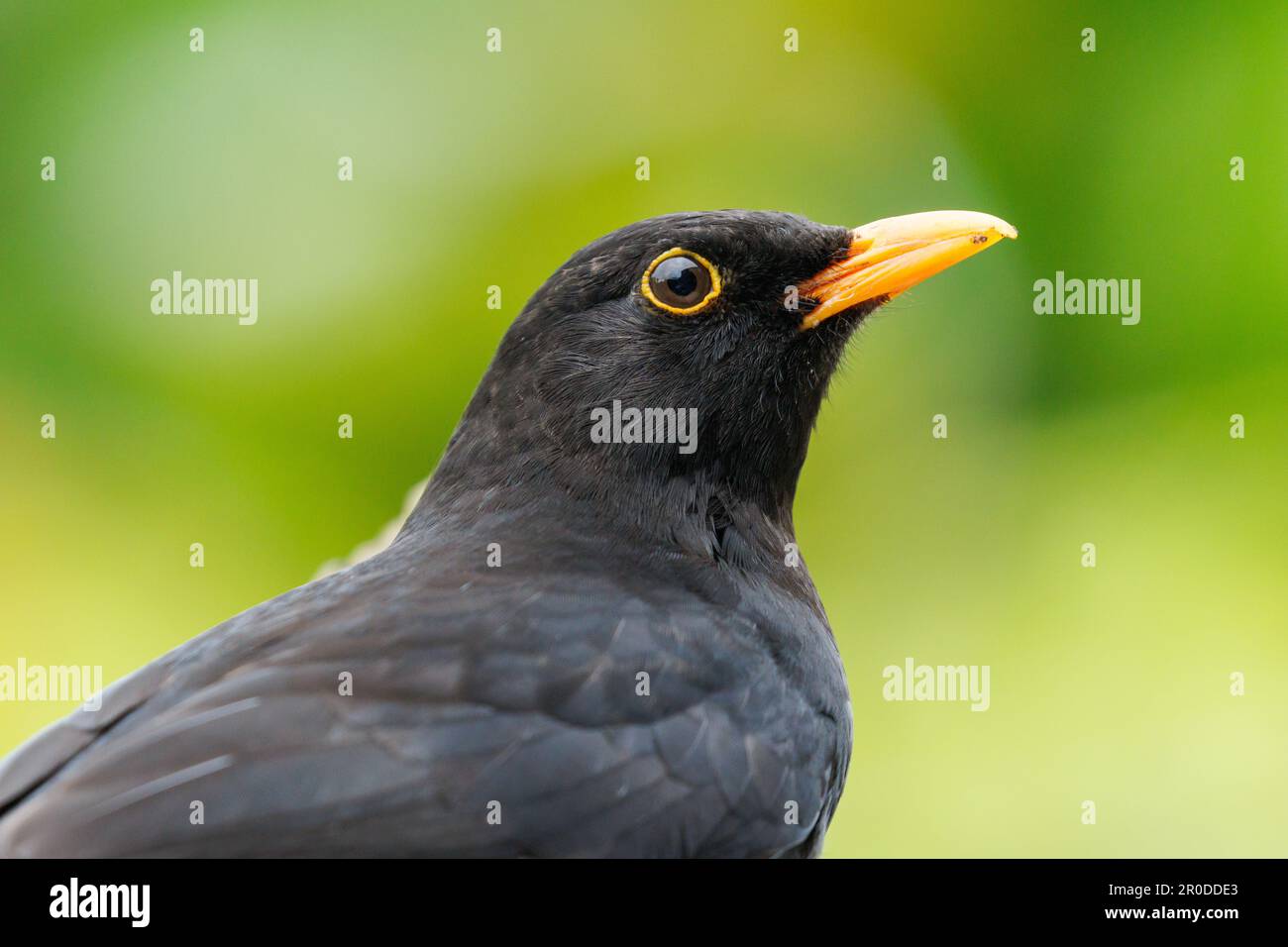 Männlicher Blackbird (Turdus merula) Sussex, Vereinigtes Königreich Stockfoto