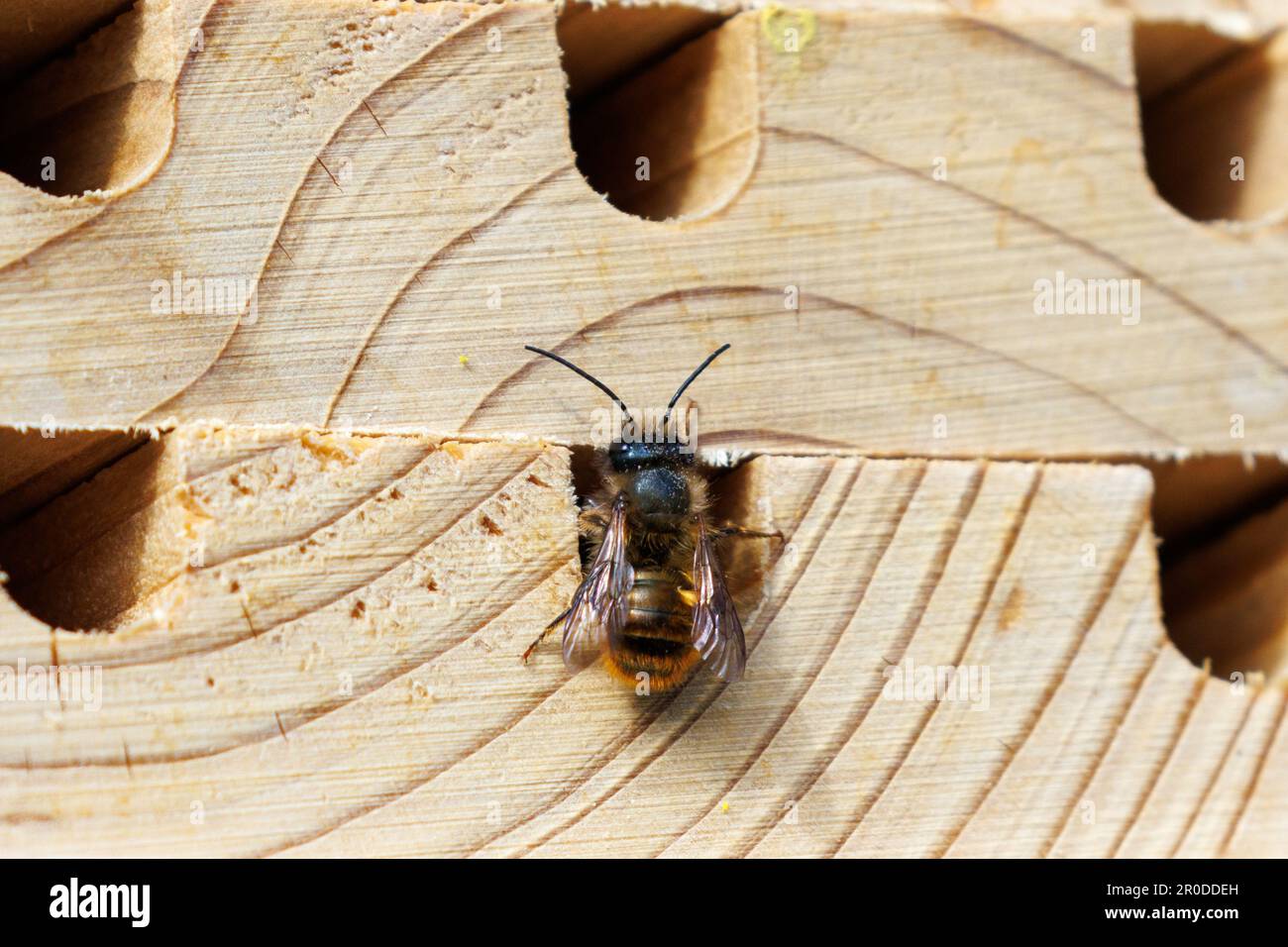 Bienenhaus, das von Einzelbienen zum Legen von Puppen genutzt wird Stockfoto