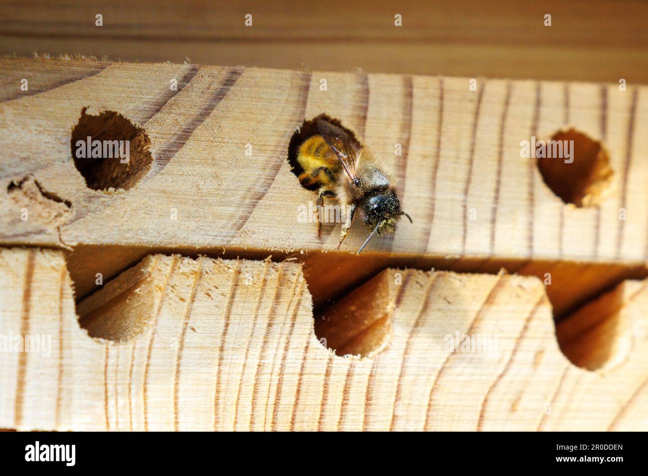 Bienenhaus, das von Einzelbienen zum Legen von Puppen genutzt wird Stockfoto